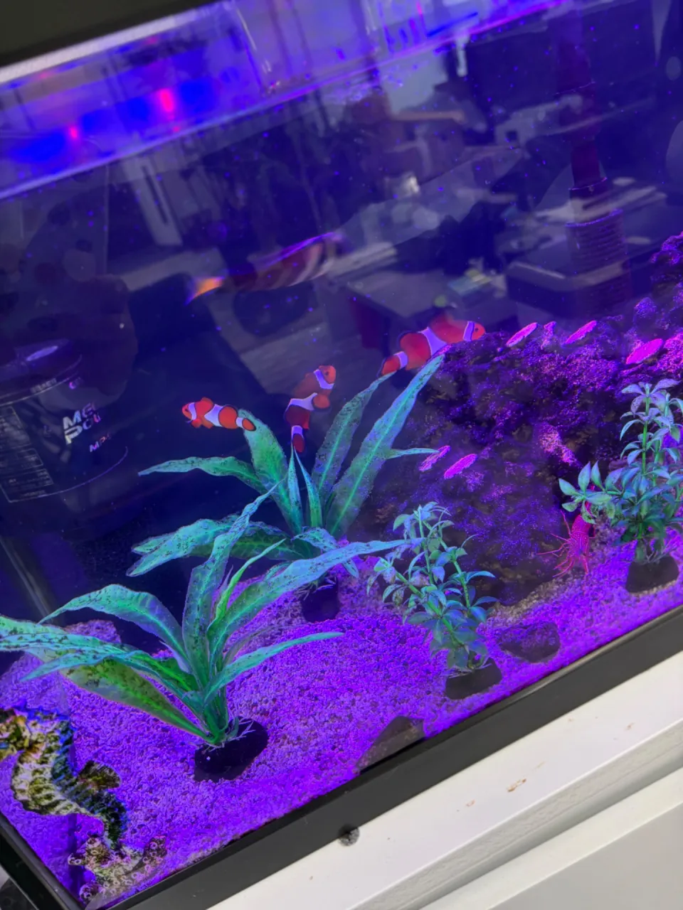 🐟事務所の人気者!海水魚を紹介♪
